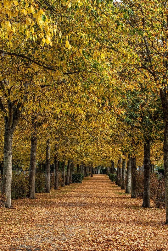 Alley with linden trees in autumn color and with yellow leaves on the ground in Ystad, Skåne County, Sweden, Scandinavia
