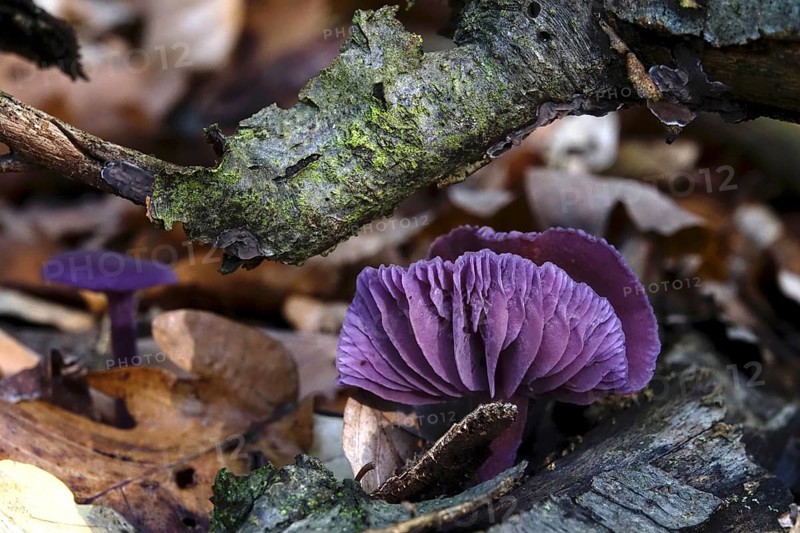 Purple lacquer funnel (Laccaria amethystina) in the forest, autumn time, October, Saxony, Germany