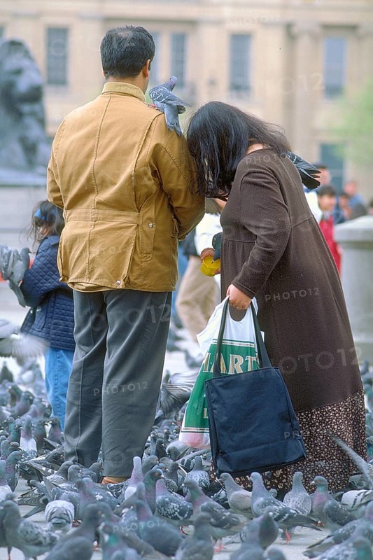 Man and woman surrounded by pigeons (Columba livia domestica), Trafalgar Square, London, England, Great Britain