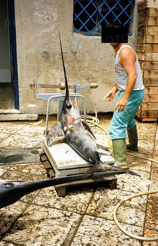 Swordfish (Xiphias gladius), fisherman weighing the catch, 1995, Lipari, Sicily, Italy