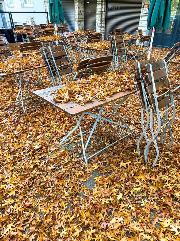 Autumn in town, car parked under deciduous tree, swamp oak, ground and vehicle covered with fallen leaves, Essen, North Rhine-Westphalia