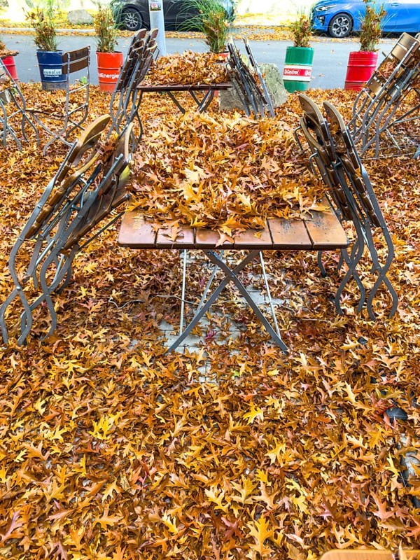 Autumn in town, beer garden, pub terrace under deciduous trees, swamp oak, floor and table chairs are covered with fallen leaves, Essen, North Rhine-Westphalia