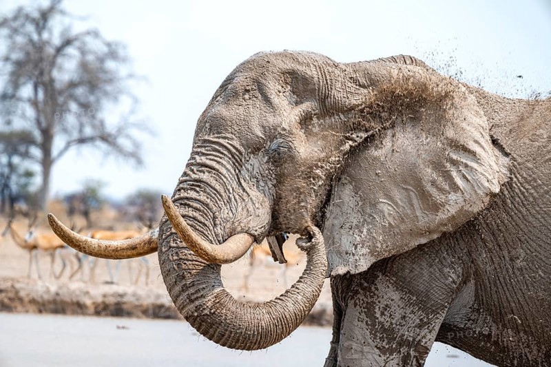 African elephant (Loxodonta africana), adult male, splashing water at the waterhole, animal portrait, Nxai Pan National Park, Botswana