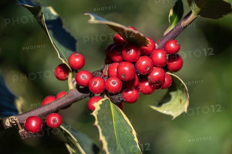 Holly (Ilex aquifolium), fruits, Emsland, Lower Saxony, Germany