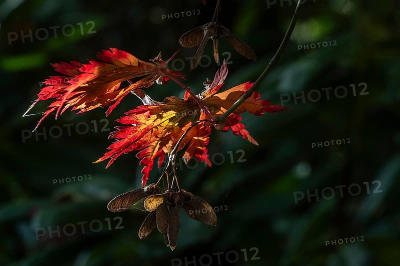 Adenhut leaf maple (Acer japonicum aconitifolium), autumn leaves, Emsland, Lower Saxony, Germany