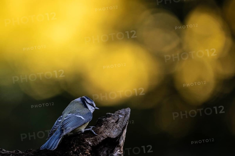 Blue tit (Parus caerulea), Emsland, Lower Saxony, Germany
