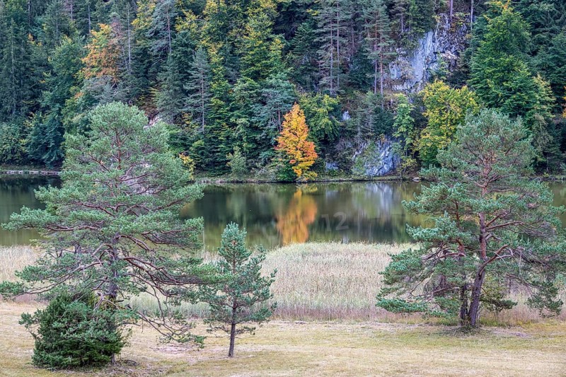 Autumn atmosphere, autumn-colored trees on Obersee, Füssen, Allgäu, Bavaria, Germany