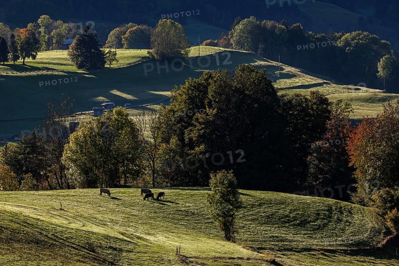 Atmospheric landscape with meadow with cows and trees, near Hinang, Illertal, Oberallgäu, Allgäu, Bavaria, Germany