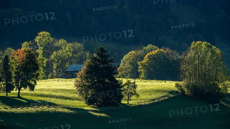 Atmospheric landscape with meadow and trees, near Hinang, Illertal, Oberallgäu, Allgäu, Bavaria, Germany