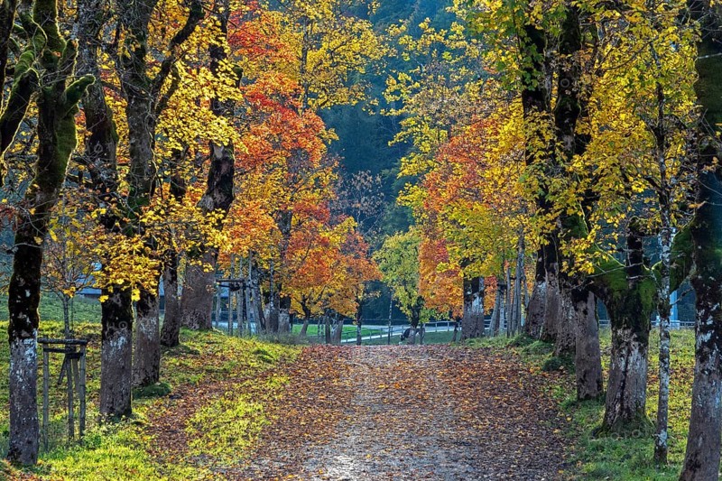 Autumn atmosphere, avenue with autumn-colored sycamore trees, Stillach Valley, near Heini-Klopfer Skiflugschanze, Oberstdorf, Oberallgäu, Allgäu, Bavaria, Germany