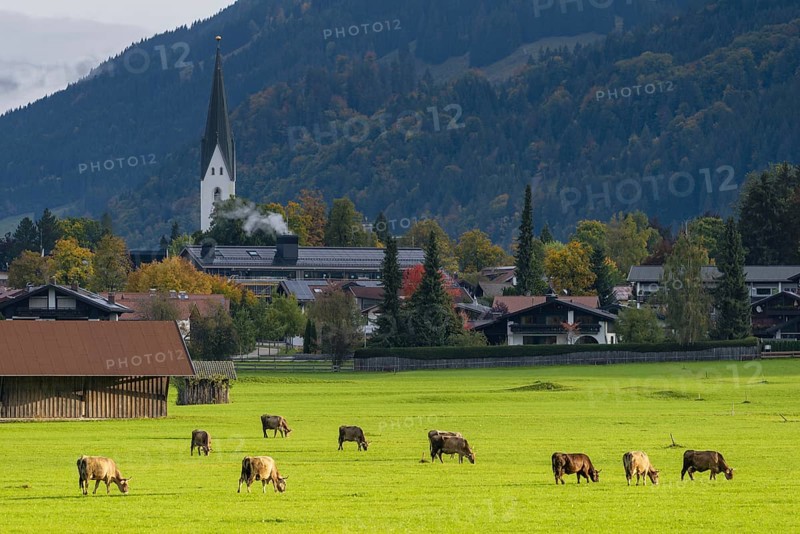 Cows, Allgäu brown cattle, pasture at sunrise, Loretto meadows, near Oberstdorf, Allgäu, Bavaria, Germany
