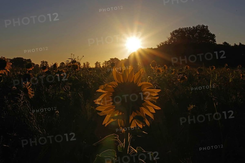 Landscape, sunrise, sunflower (Helianthus annuus), Germany, special atmosphere and beautiful colors at sunrise over a flower field in autumn