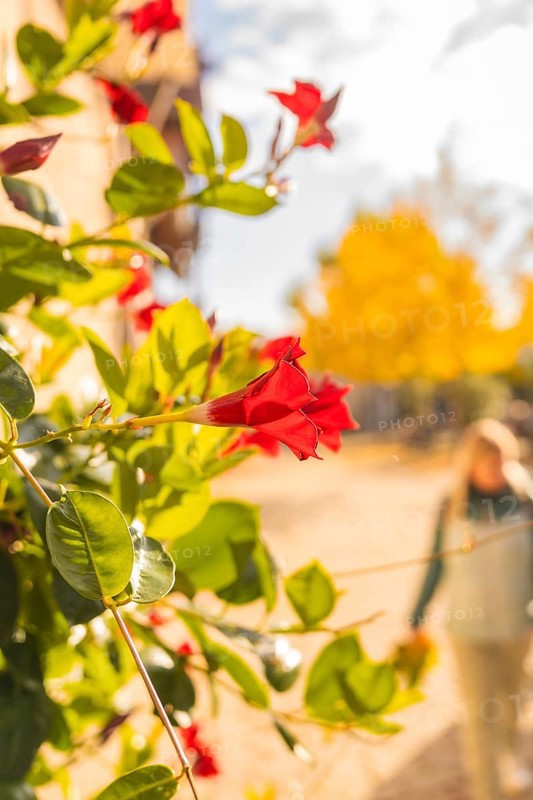 Close-up of red flowers in the foreground with blurred yellow trees in the background, Urschelherbst street festival, Nagold, Germany