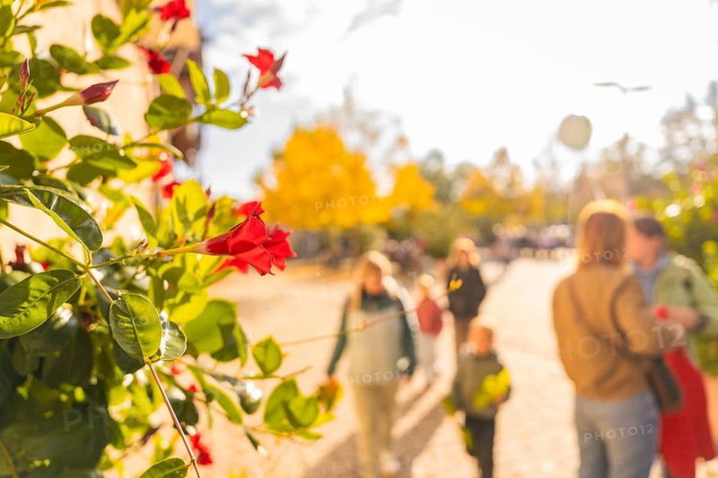 Close-up of red flowers under autumnal sunlight as people stroll in the background, Urschelherbst street festival, Nagold, Germany