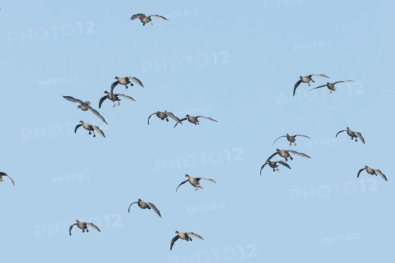 Pink-footed goose (Anser brachyrhynchus) adult geese birds in flight in a flock or skein in winter, Norfolk, England, United Kingdom
