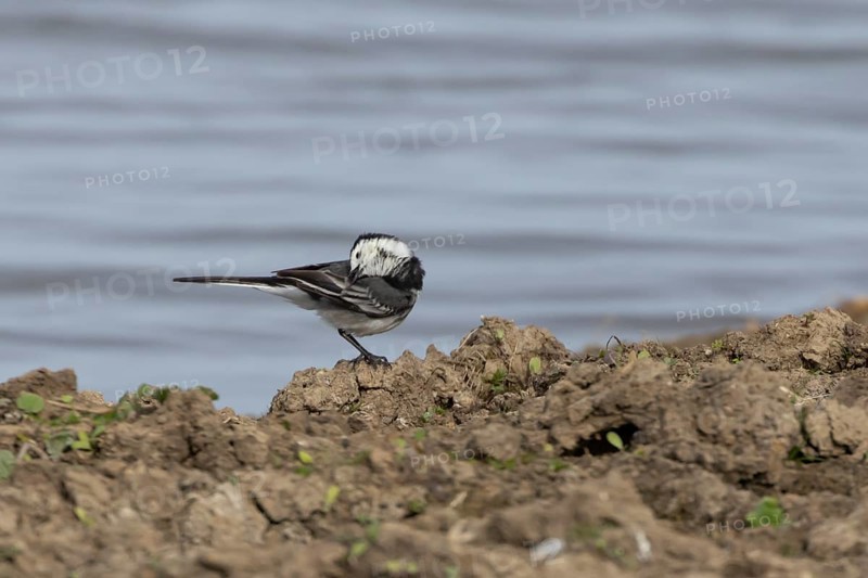 Pied wagtail (Motacilla alba) adult bird on the edge of a lake, England, United Kingdom