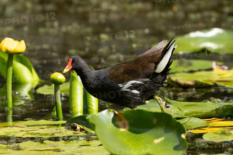 Moorhen (Gallinula chloropus) adult bird walking on a water lily pad in a pond, England, United Kingdom