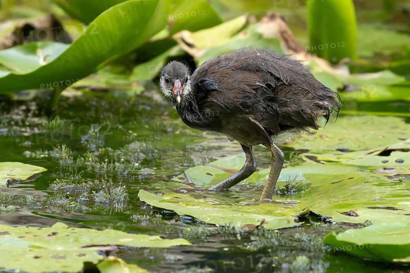 Moorhen (Gallinula chloropus) juvenile baby bird on a water lily pad in a pond, England, United Kingdom