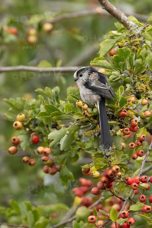 Long tailed tit Aegithalos caudatus adult bird on a Hawthorn tree branch with red berries in summer, England, United Kingdom