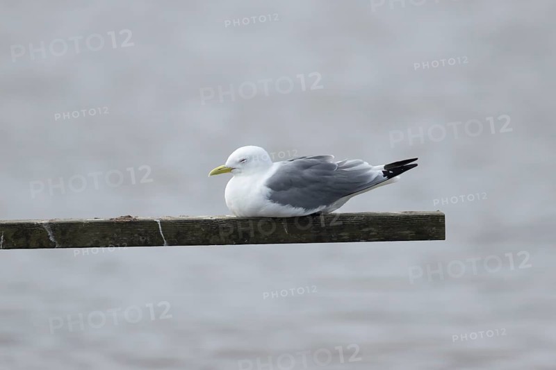 Kittiwake (Rissa tridactyla) adult bird sleeping on a wooden post in a coastal lagoon, England, United Kingdom