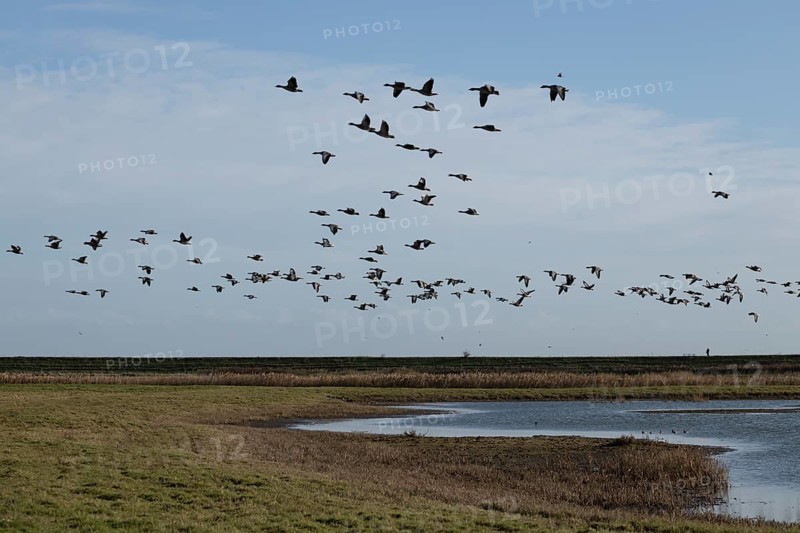 Greylag goose (Anser anser) adult geese birds in flight in a flock or skein over a lagoon in winter, RSPB Frampton marsh nature reserve, Lincolnshire, England, United Kingdom