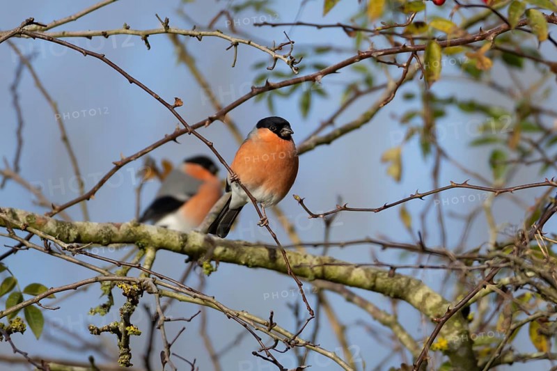Eurasian bullfinch (Pyrrhula pyrrhula) adult male bird on a tree branch in a hedgerow, England, United Kingdom