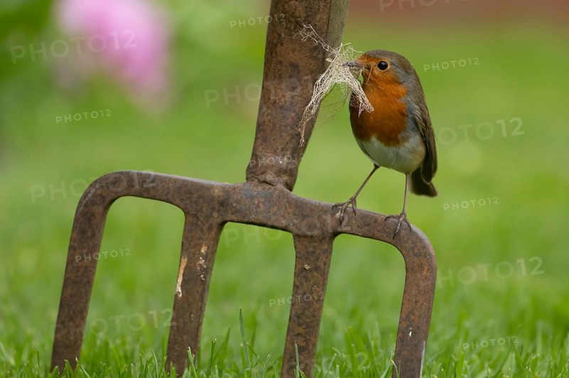 European robin (Erithacus rubecula) adult bird on a garden fork with nesting material in its beak in the spring, England, United Kingdom