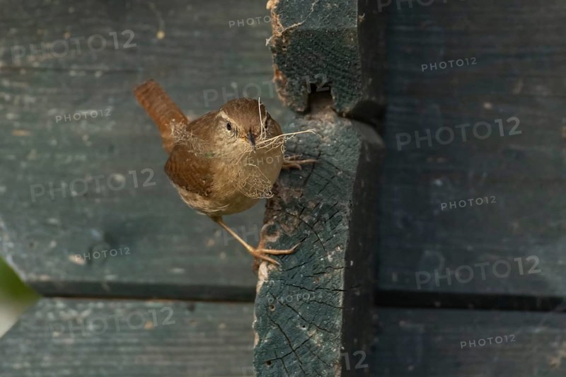 Eurasian wren (Troglodytes troglodytes) adult bird on a garden shed with nesting material in its beak in spring, England, United Kingdom