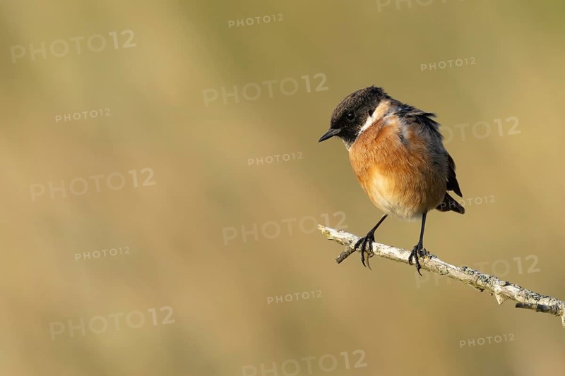 European stonechat (Saxicola rubicola) adult bird on a tree branch, England, United Kingdom