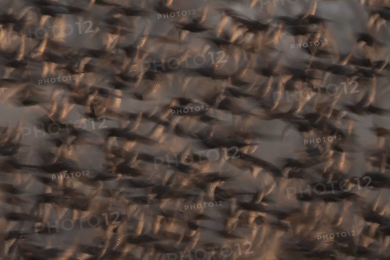 Eurasian starling (Sturnus vulgaris) adult birds flying in a flock in a murmuration at sunset in winter - slow motion blur image, England, United Kingdom