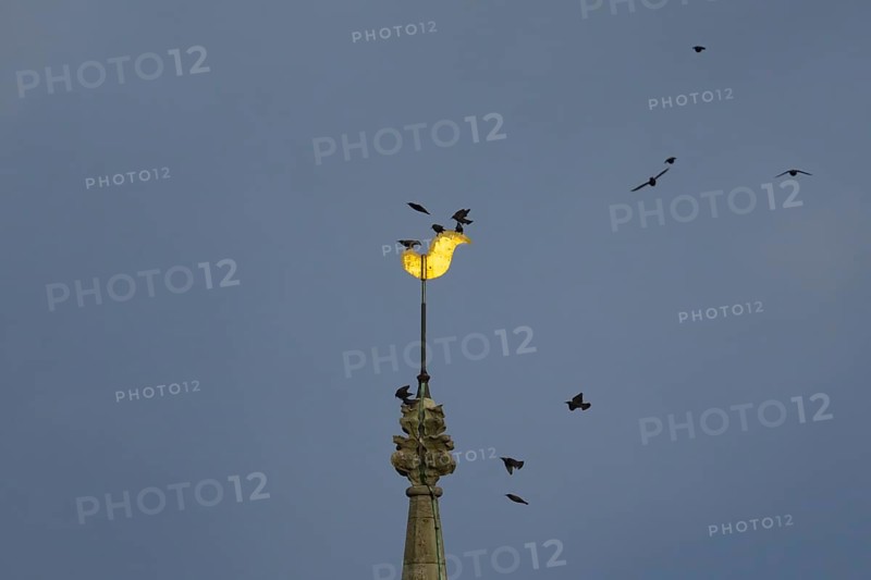 Eurasian starling (Sturnus vulgaris) adult birds flying and on a church spire at dusk, England, United Kingdom