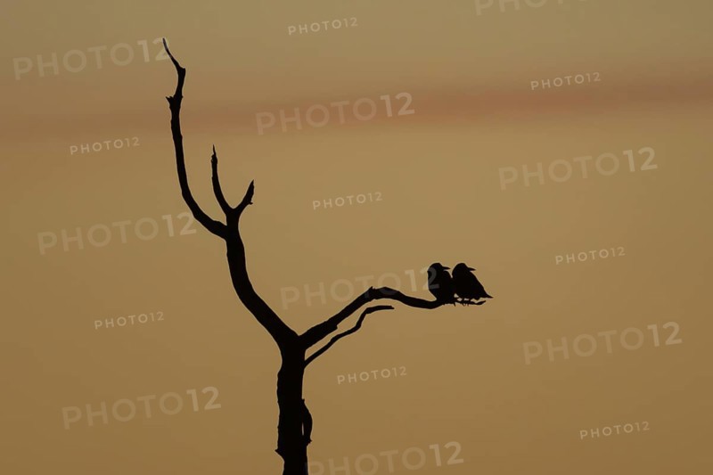 Rook (Corvus frugilegus) silhouette of two adult birds roosting on a tree branch at sunset, England, United Kingdom