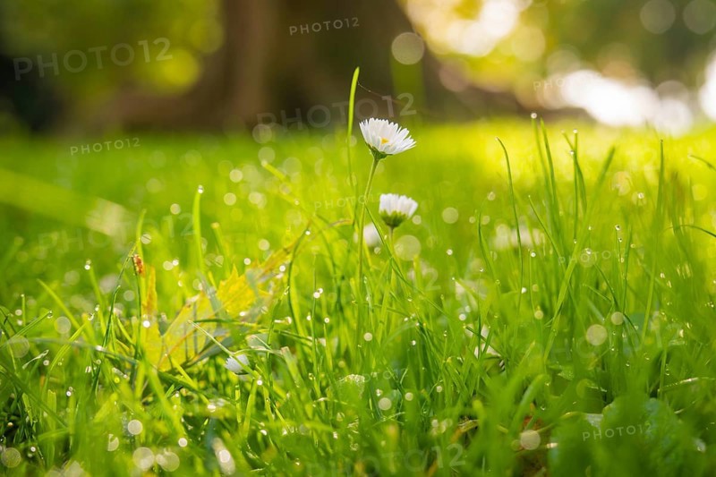 Daisies in dewy grass, illuminated by soft sunbeams in the background, Überlingen, Lake Constance, Germany
