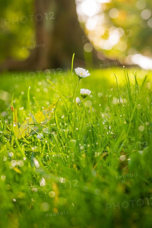 Close-up of daisies and dewy grass in the morning light, conveys spring feelings, Überlingen, Lake Constance, Germany