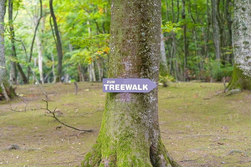 Signpost on a tree in a dense forest, inviting you to walk, Überlingen, Lake Constance, Germany