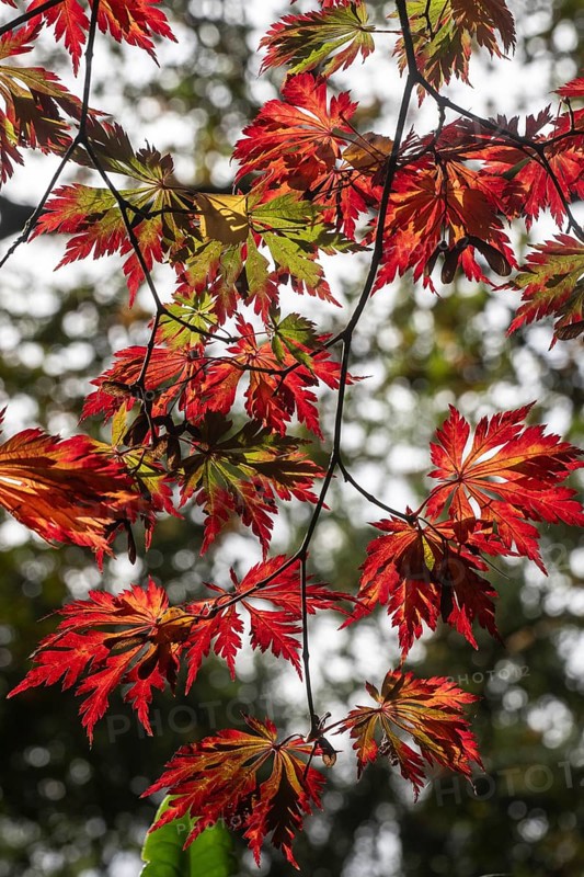 Adenhut leaf maple (Acer japonicum aconitifolium), autumn leaves, Emsland, Lower Saxony, Germany