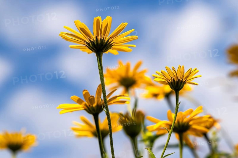 Oxeye (Buphthalmum salicifolium) from below against the sky, Eibelkopf, Mangfall Mountains, Upper Bavaria, Bavaria, Germany