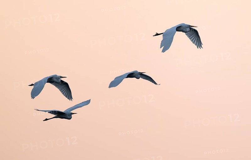 Great Egret (Ardea alba) four herons flying in front of the sky in warm, orange morning light, Lower Saxony, Germany