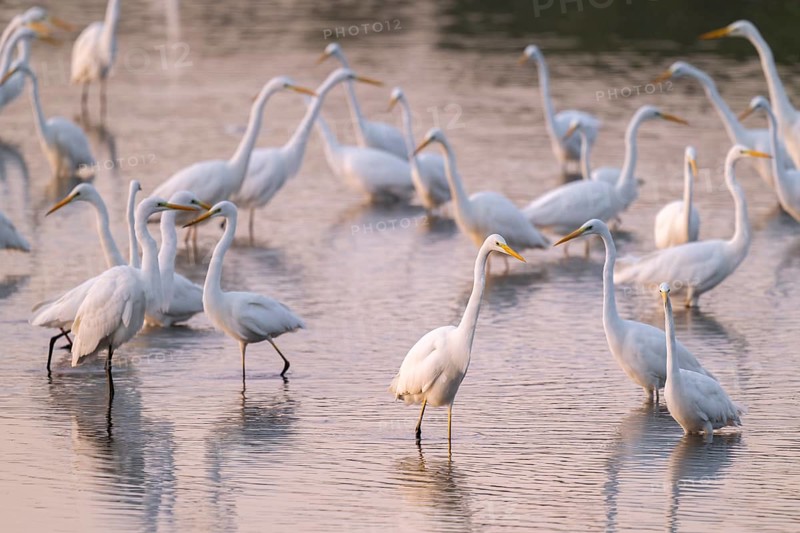 Great egret (Ardea alba), many herons stand in the shallow water zone of a lake, reddish colored water from early morning light, Lower Saxony, Germany