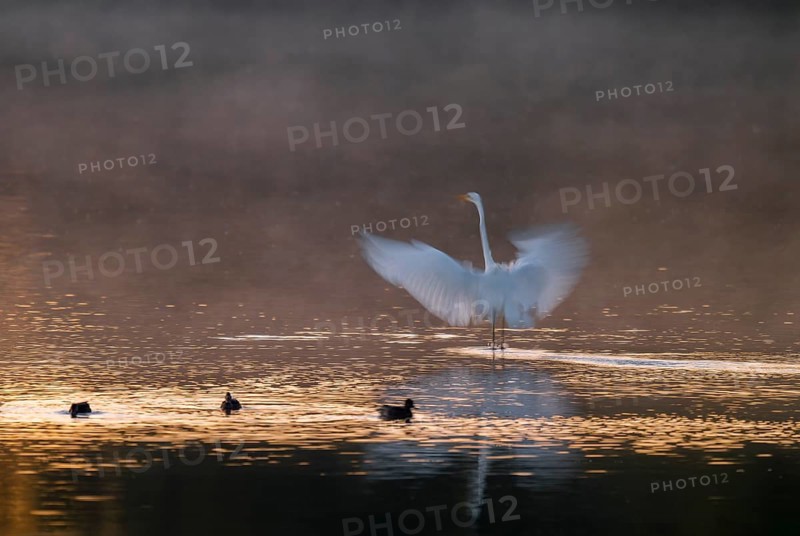 Great egret (Ardea alba) stands with wings spread out in warm, orange morning light in the shallow water zone of a lake, clouds of fog over the water, motion blur, long exposure, pull, swipe effect, Lower Saxony, Germany