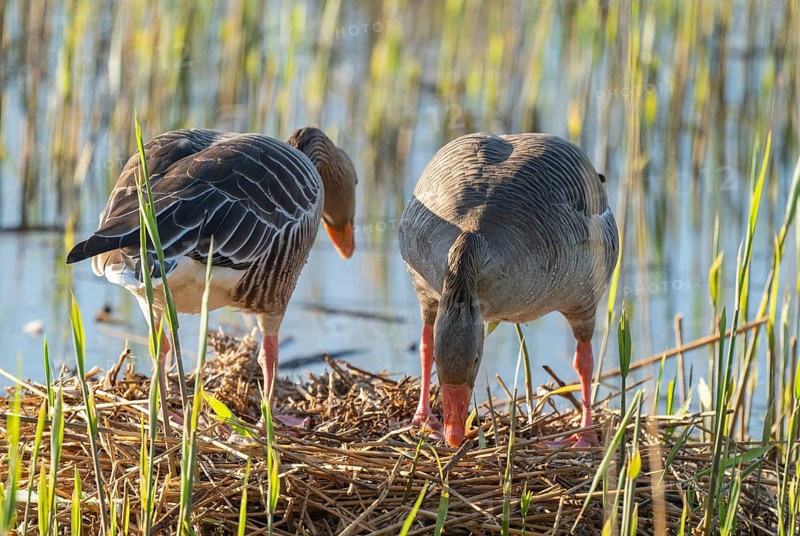 Grey goose (Anser anser), a couple standing on the nest, blue water, Lower Saxony, Germany
