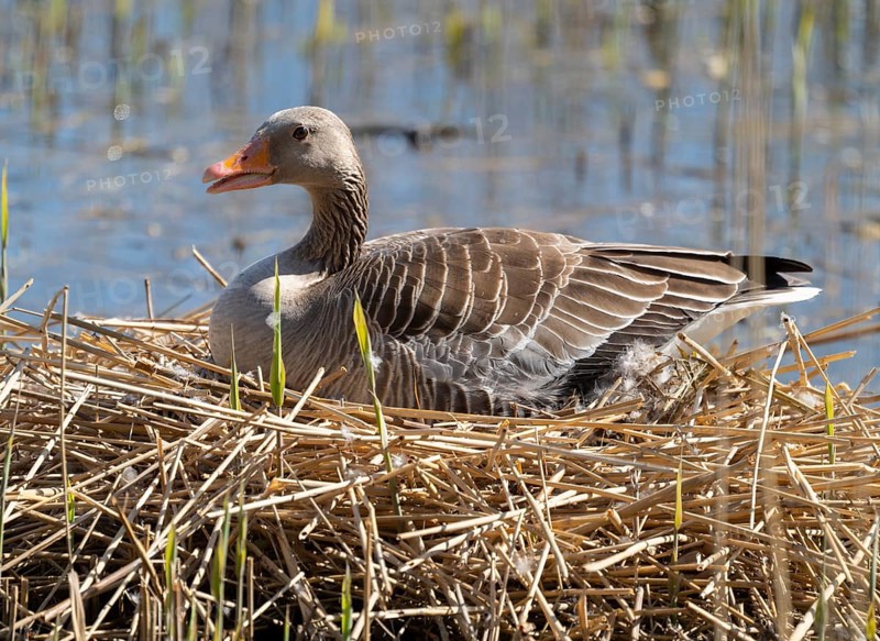 Grey goose (Anser anser) sitting on the nest and breeding, blue water, Lower Saxony, Germany