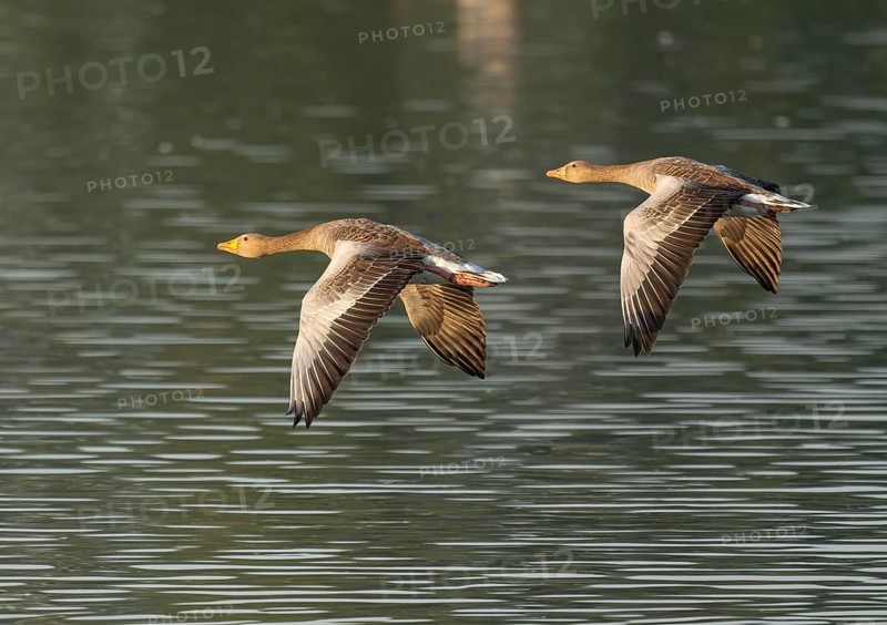 Grey goose (Anser anser), two gray geese flying over a body of water in early warm morning light, Lower Saxony, Germany