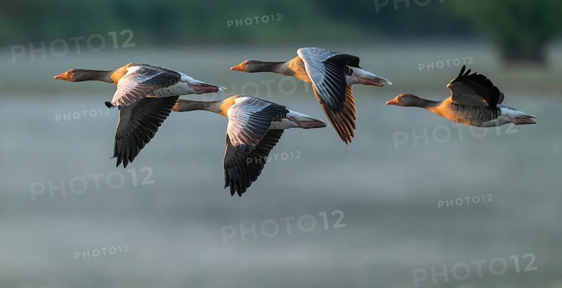 Grey goose (Anser anser), gray geese flying over a body of water in early warm morning light, Lower Saxony, Germany