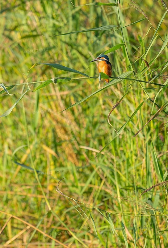 Kingfisher (Alcedo atthis) sits on a reed stalk while hunting a prey, reed (Phragmites australis) as a sitting room, Lower Saxony, Germany
