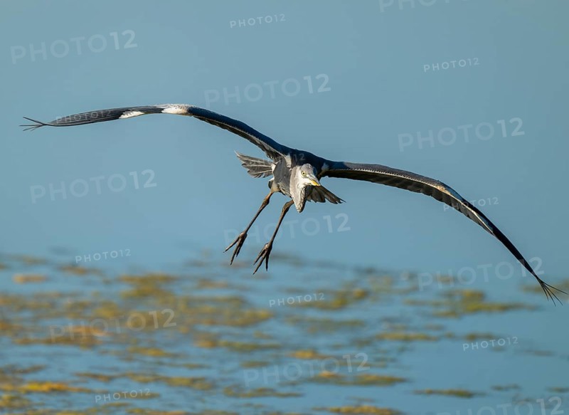 Grey heron (Ardea cinerea) flying over the shallow water zone of a lake, blue water, Germany