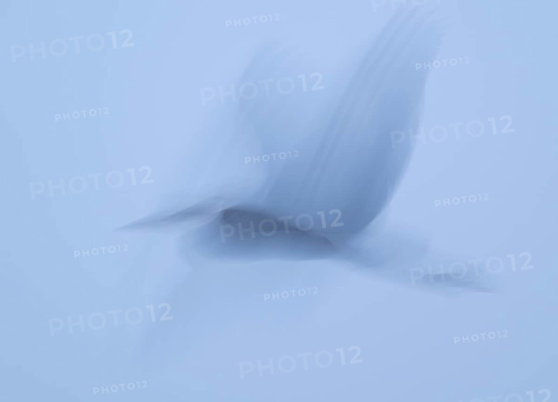 Grey heron (Ardea cinerea) in flight, motion blur, long exposure, pulling, wiping effect, Lower Saxony, Germany