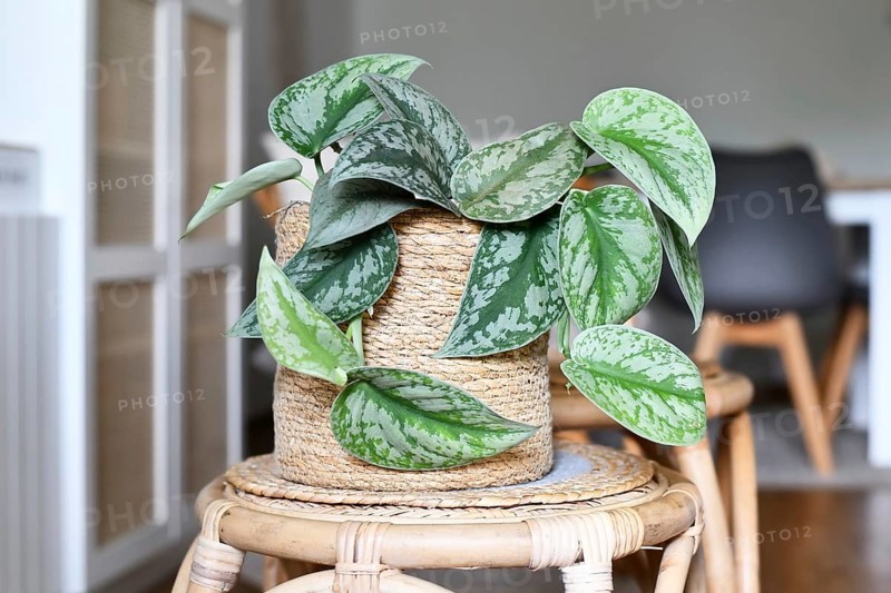 Exotic 'Scindapsus Pictus Exotica' or 'Satin Pothos' houseplant with velvet texture and silver spot pattern in Boho style flower pot in living room