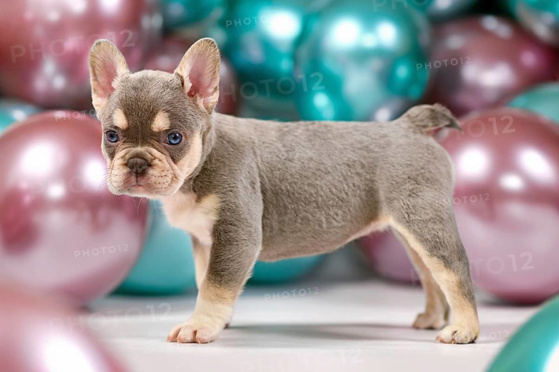 Cute 6 weeks young healthy French Bulldog dog puppy with husky markings standing in front of colorful balloons background