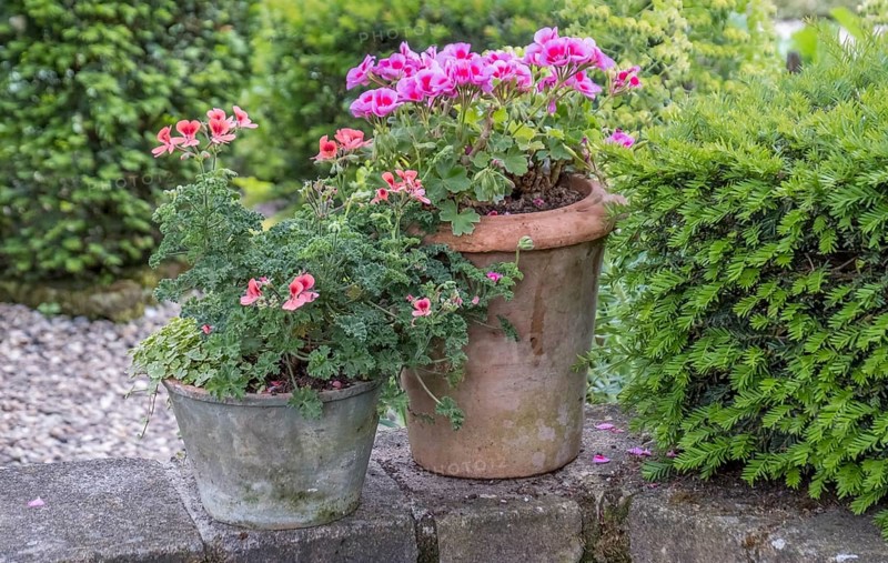 Two flower pots with colorful perlagonias and lots of greenery in a garden, Münsterland, North Rhine-Westphalia, Germany